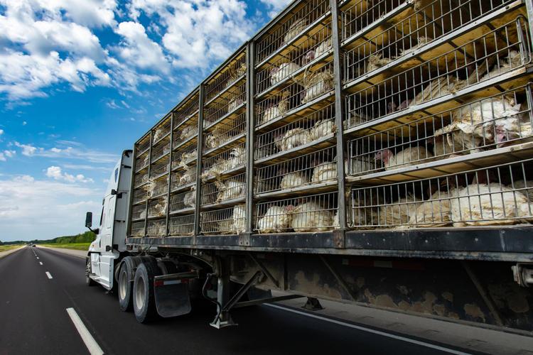 道路上运输火鸡卡车从农场运送家禽到屠宰场摄影图